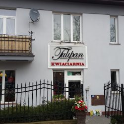 Tulipan. Kwiaciarnia (Ciechanów )