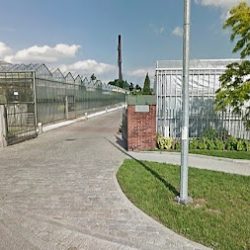 Tyc Kwiaty (Kalisz en Merlo San Luis)