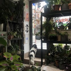 Urban Jungle (Katowice )