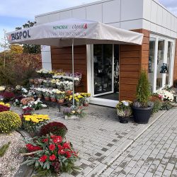 Wiła Wianki Kwiatowe Atelier Dorota Januszewska (Charzykowy )
