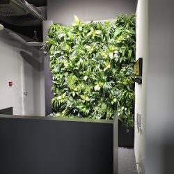 Zielona Przestrzeń - Rośliny Dla Biur I Firm (Ruda Śląska )