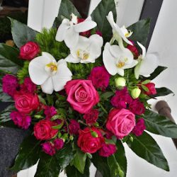 Złoty Tulipan (Sączów )